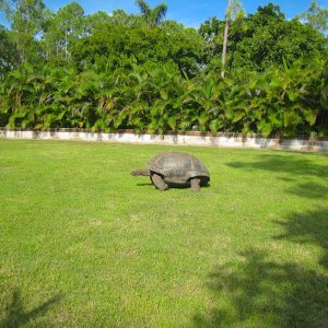 ALDABRA BREEDER