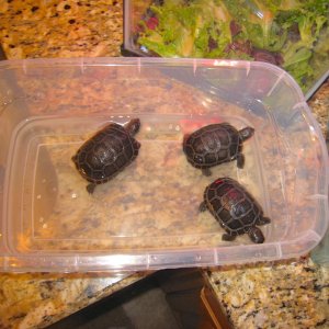 ALDABRA BREEDER