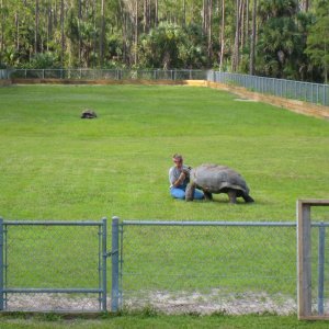 ALDABRA BREEDER