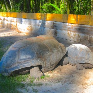 ALDABRA BREEDER