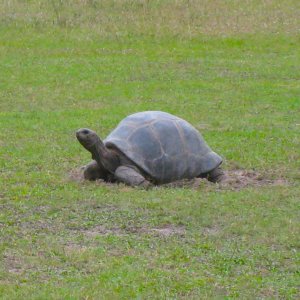ALDABRA BREEDER