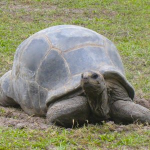 ALDABRA BREEDER