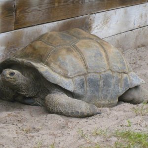 ALDABRA BREEDER