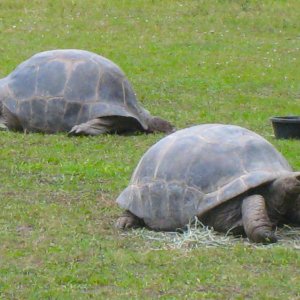 ALDABRA BREEDER
