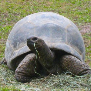 ALDABRA BREEDER