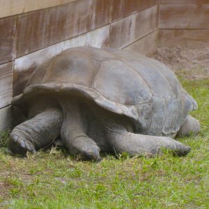 ALDABRA BREEDER
