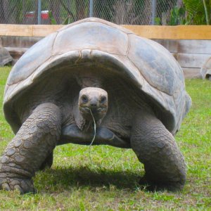 ALDABRA BREEDER