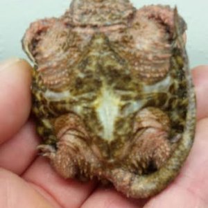 turtle3