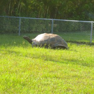 ALDABRA BREEDER