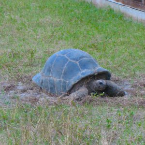 ALDABRA BREEDER