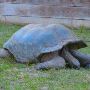 ALDABRA BREEDER