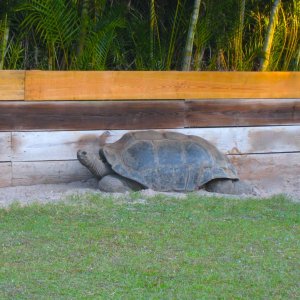 ALDABRA BREEDER