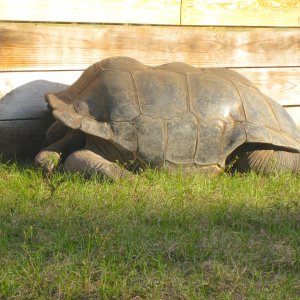 ALDABRA BREEDER