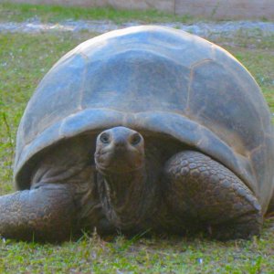 ALDABRA BREEDER