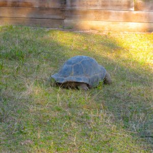 ALDABRA BREEDER