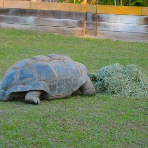 ALDABRA BREEDER