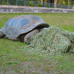 ALDABRA BREEDER