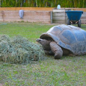 ALDABRA BREEDER