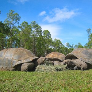ALDABRA BREEDER