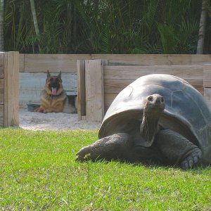 ALDABRA BREEDER