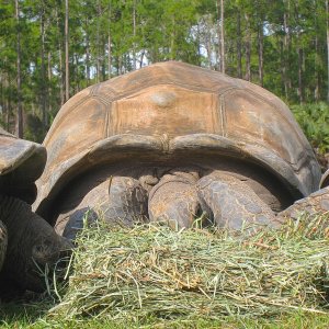 ALDABRA BREEDER