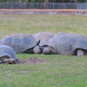 ALDABRA BREEDER