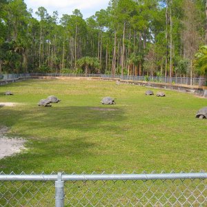 ALDABRA BREEDER