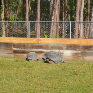 ALDABRA BREEDER