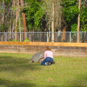 ALDABRA BREEDER