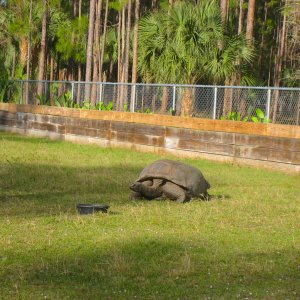 ALDABRA BREEDER