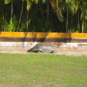 ALDABRA BREEDER