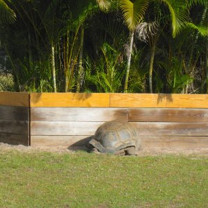 ALDABRA BREEDER