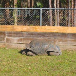 ALDABRA BREEDER