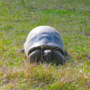 ALDABRA BREEDER