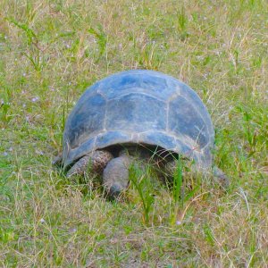 ALDABRA BREEDER