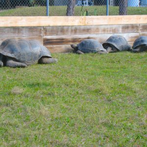 ALDABRA BREEDER
