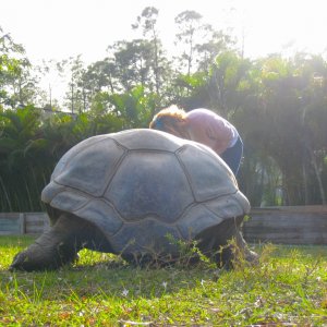 ALDABRA BREEDER