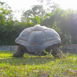 ALDABRA BREEDER
