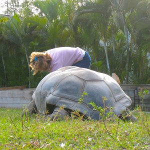 ALDABRA BREEDER