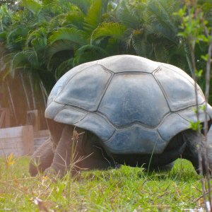 ALDABRA BREEDER
