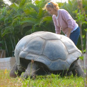 ALDABRA BREEDER