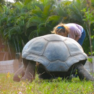 ALDABRA BREEDER