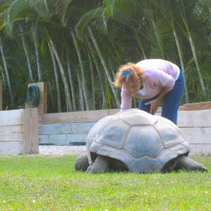 ALDABRA BREEDER