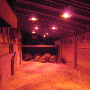 ALDABRA BREEDER