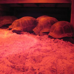 ALDABRA BREEDER