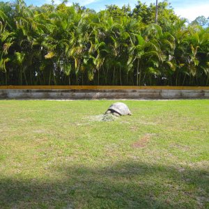ALDABRA BREEDER