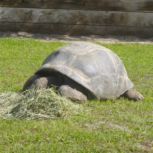 ALDABRA BREEDER