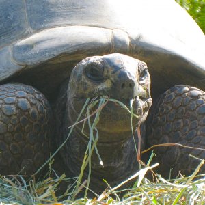 ALDABRA BREEDER
