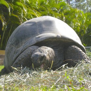 ALDABRA BREEDER
