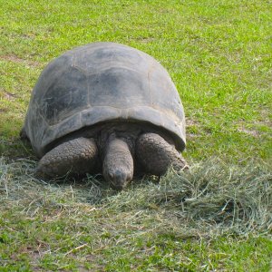 ALDABRA BREEDER